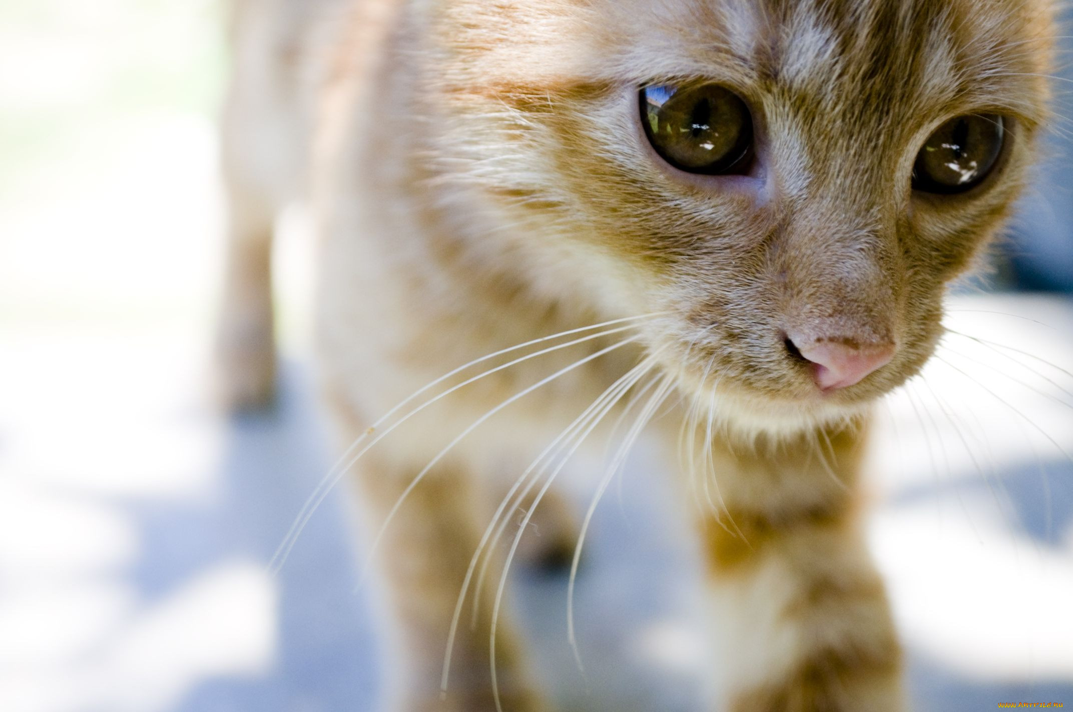 , , cat